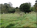 Rougham churchyard living up to its name in PE32 2SE