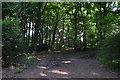 Footpath, Great Tinker's Wood in HP13 5NJ