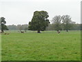 Deer on the deer park at Houghton Hall in PE31 6SX