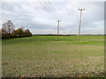 Teversham: autumn-sown field in CB1 9AS