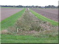 Drainage Channel, Runham in NR29 3EQ