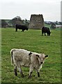 Cattle by Hopton Windmill in DE4 4NY
