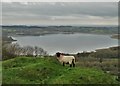 Sheep above Carsington Water in DE4 4DE