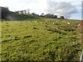 Sheep on pasture, near Ty-uchaf Farm, Rhiwsaeson in CF38 2PT