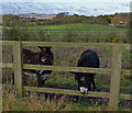 Donkeys near the former Glenfrith Farm in LE7 7HW
