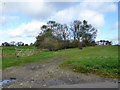Clump of trees east of Weston Church End in SG4 7DP