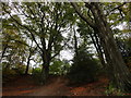 Steep path in Pontburn Woods in NE39 1NW
