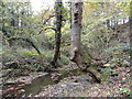 Pont Burn in the woods in NE39 1NW