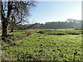 Cattle grazing on marshland near Park Farm in NR11 6RB