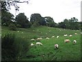 Poorly grazing land with sheep in SY22 6XQ