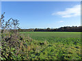 Field east of West End Lane in AL9 6JE