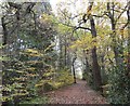 Path through the woods in NE39 1NW