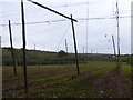 Hop poles near Avenbury in HR7 4JZ