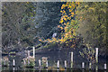 Heron at Reservoir, Tottenham  Marshes in E17 7HL