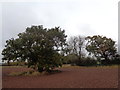 Tree in a field between Inkberrow and Abbots Morton in WR7 4LJ