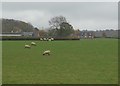 Field of sheep at Goomshill Farm in WR11 4UL