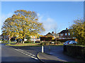 Suburban tree, Stevenage in SG1 5HZ