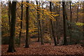 Beech woodland in Alice Holt Forest in GU10 4EU