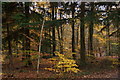 Woodland in Alice Holt Forest in GU10 4EU