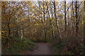 Path in Alice Holt Forest in GU10 4HB