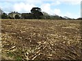 A harvested maize field in TR16 4DZ