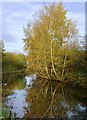 Chesterfield Canal reflections in S41 8NF