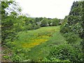 Buttercups in a field at Horwich End in SK23 7JU