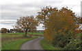 Autumnal Trees on Green Lane, Roxwell in CM1 3SG