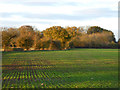 A growing crop and a spinney in Stilton, Folksworth & Washingley Ward
