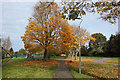 Autumn Colours in the Park in UB7 7JG
