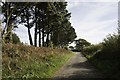 Pines on road/footpath near Swineham Farm, Wareham in BH20 4JD