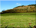 Grazing sheep, Llanddewi Skirrid in Llantilio Pertholey Community