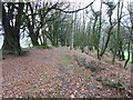 Bridleway and woodland, Crabb's Hill in DT8 3JZ