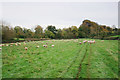 A field full of sheep in GL56 0XA