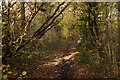 Footpath in Limekiln Wood, Oxshott in KT22 0UT