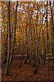Beech woodland in Great Oaks, Oxshott in KT22 0TR
