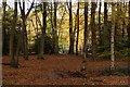 Beech woodland, Esher Common in KT10 9HJ