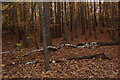 Woodland on Esher Common in KT10 9JW