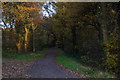 Path on Ashtead Common in KT22 0DJ