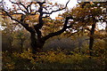 An oak on Ashtead Common in KT22 0DJ