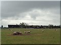 Sheep feeding with farm buildings in WR7 4HX