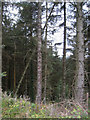 Tall trees on a steep slope in Dyfnant Forest in SY21 0QE