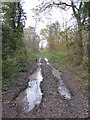 Track through Blackmore Wood in WR13 6NP