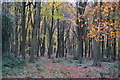 Autumn afternoon in Parnholt Wood in SO51 0QT