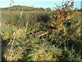 Modest footbridge over a ditch near Whyburn House Farm in NG15 6QN