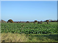 Field east of Lower Barn Road in IP8 3NR