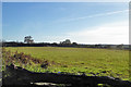 Field south of Pigeon's Lane in Sproughton & Pinewood Ward