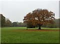 Bench and tree, Nonsuch Park in SM3 8DP