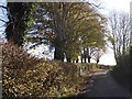 Hedge with mature trees, Lower Burcott Farm in BA5 1AP