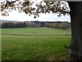 View towards Ley Wood, Crathes Estate in AB31 5QL